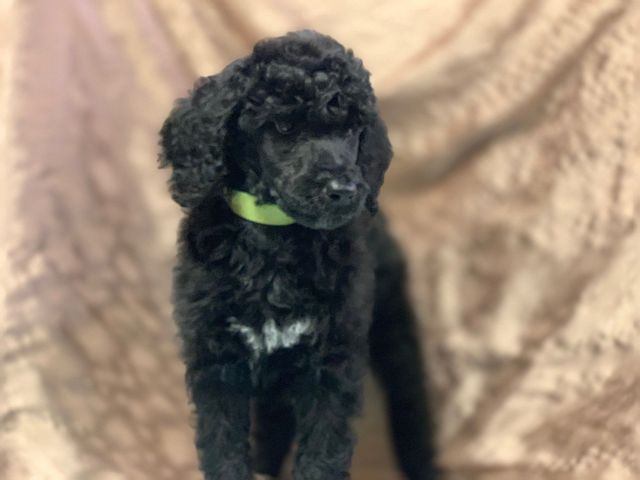 Male poodle hot sale for sale